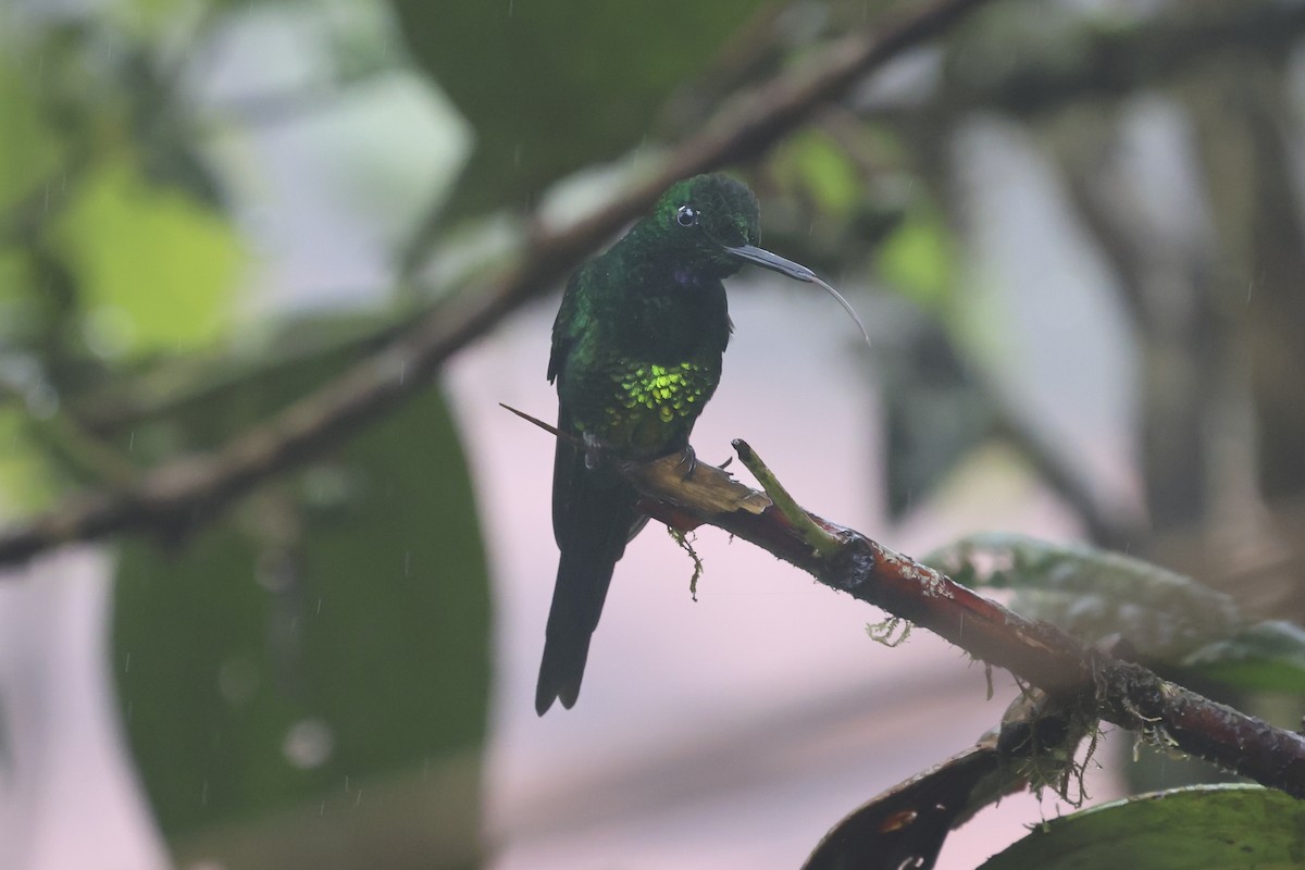 Empress Brilliant - ML644406413