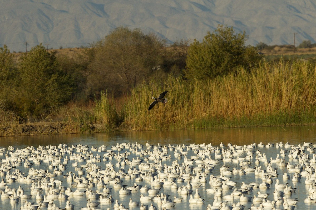 Kar Kazı - ML644406415