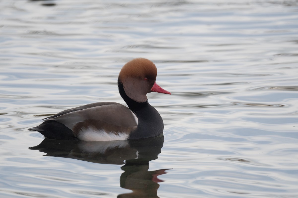 zrzohlávka rudozobá - ML644406423