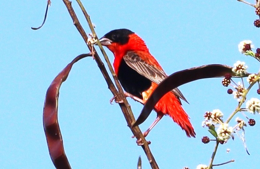 キタキンランチョウ - ML644406432