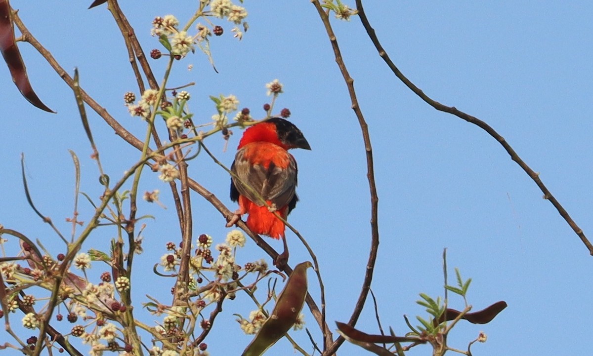 キタキンランチョウ - ML644406433