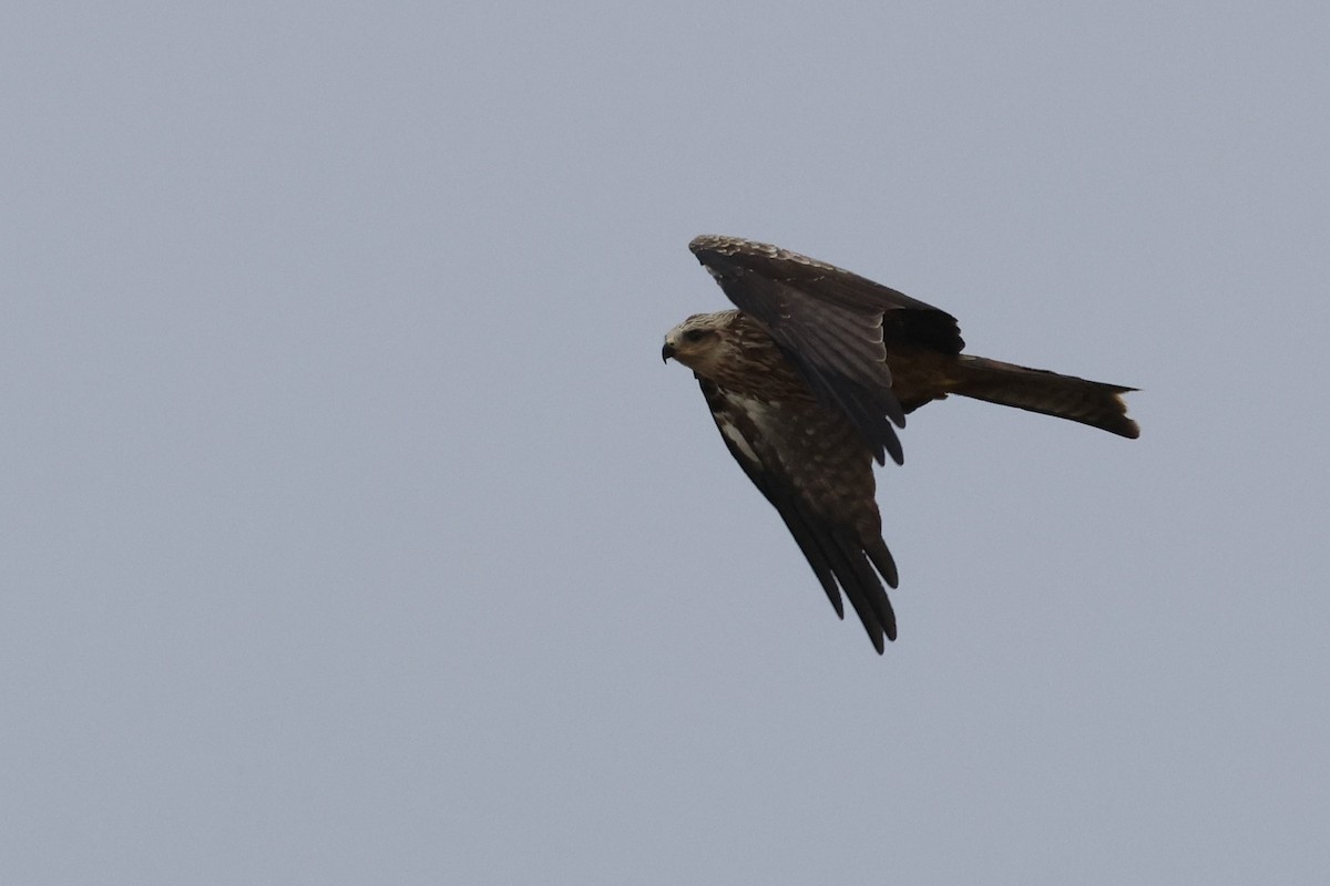 Сохор элээ - ML644406452