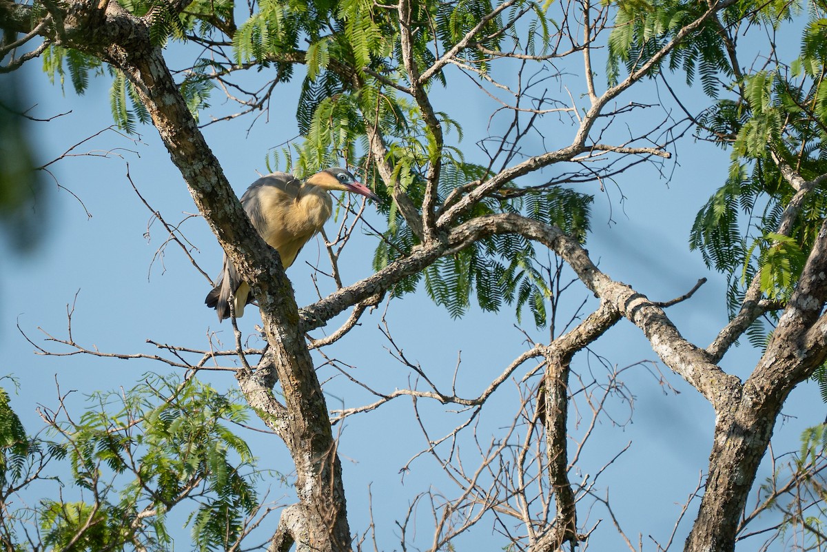 キムネゴイ - ML644406454