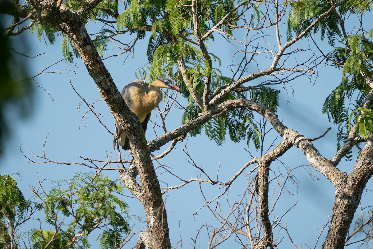 キムネゴイ - ML644406455