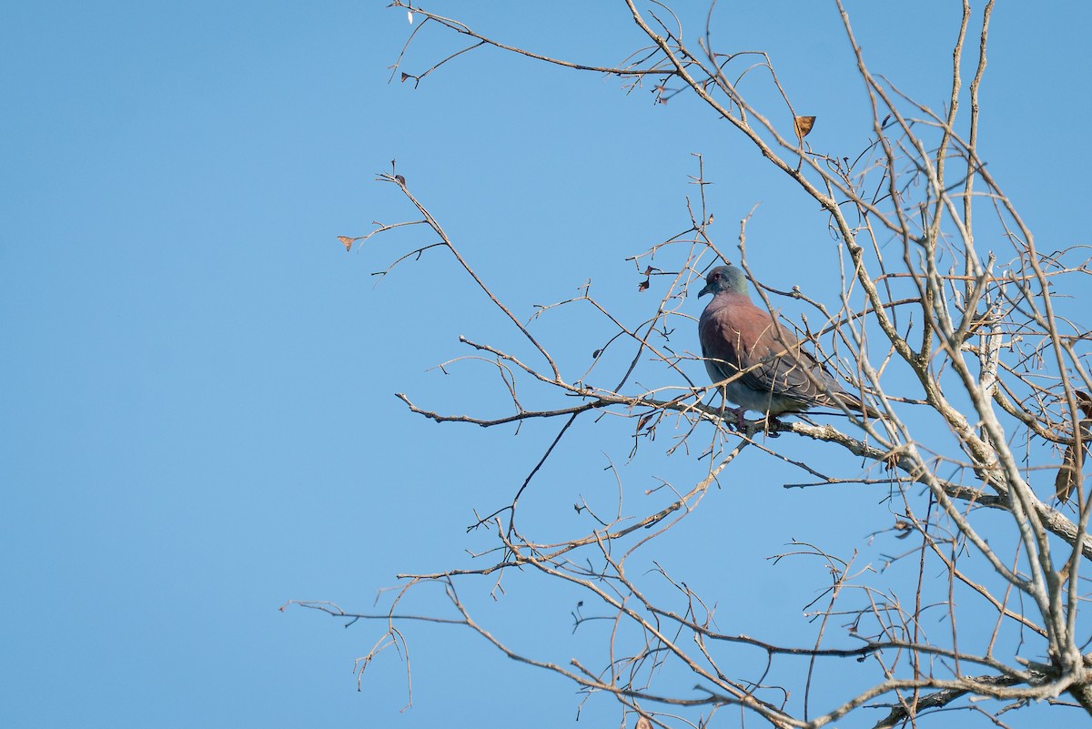 Paloma Colorada - ML644406456