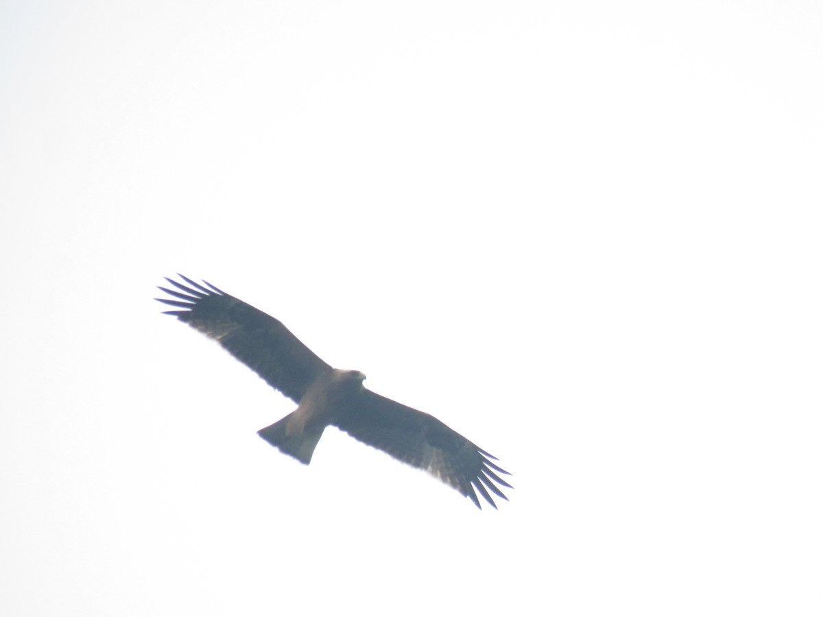 Booted Eagle - ML644406477