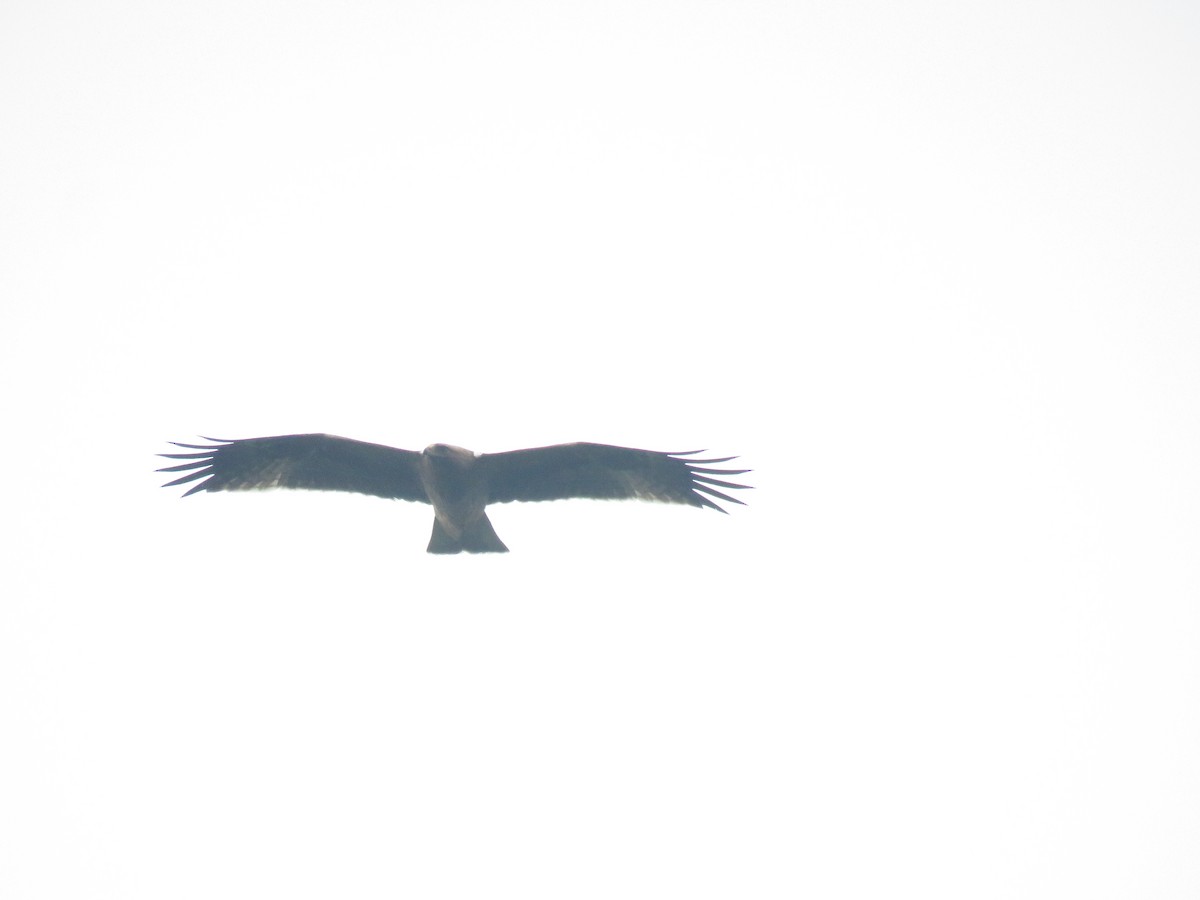 Booted Eagle - ML644406478