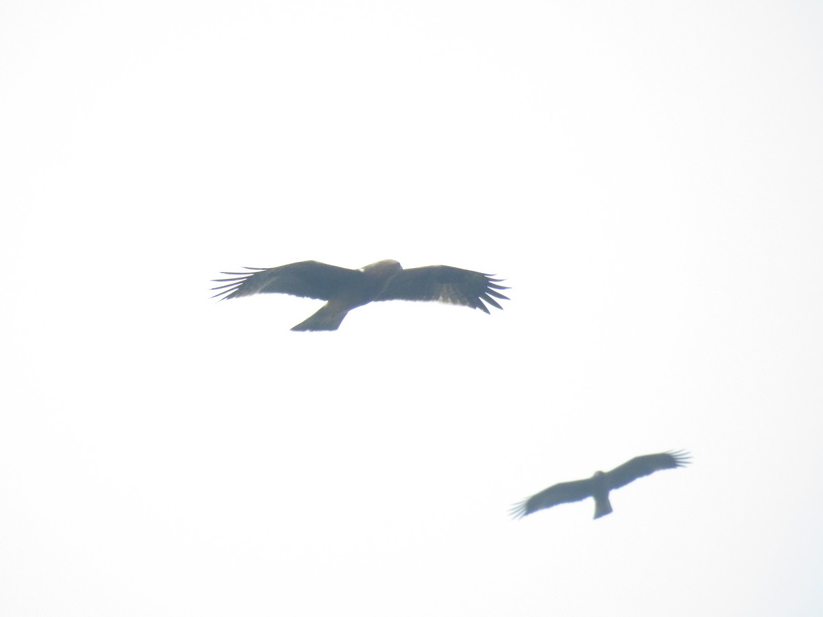 Booted Eagle - ML644406479