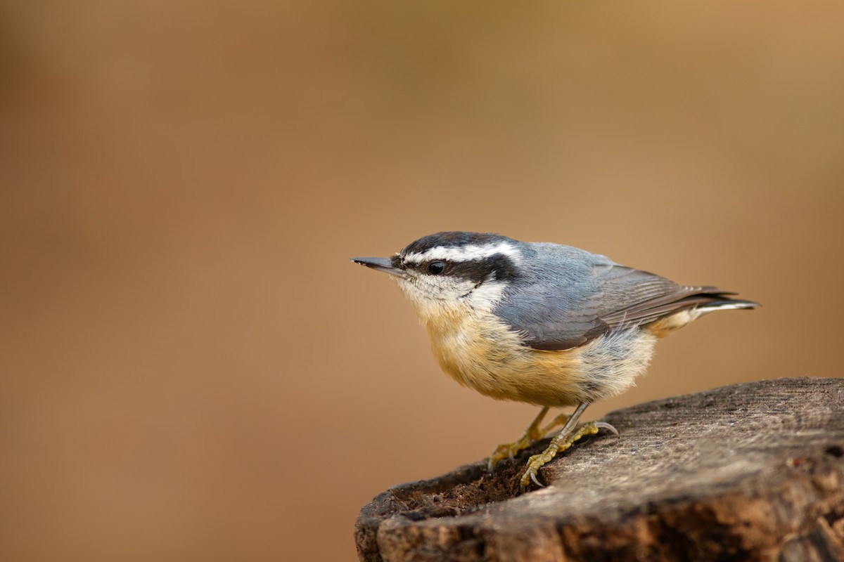 Red-breasted Nuthatch - ML644406484