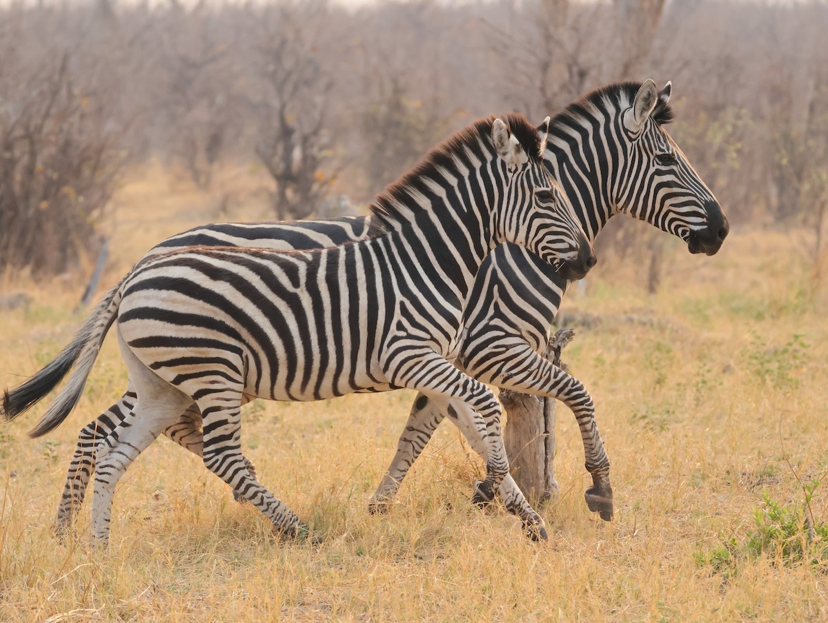 Steppenzebra - ML644406488