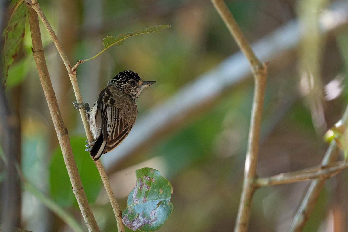 Goldstirn-Zwergspecht - ML644406490