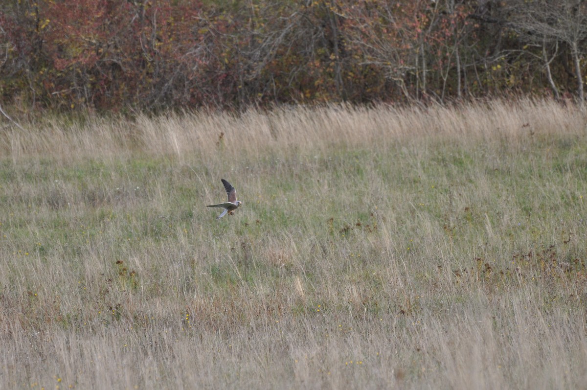 Eurasian Kestrel - ML644406491