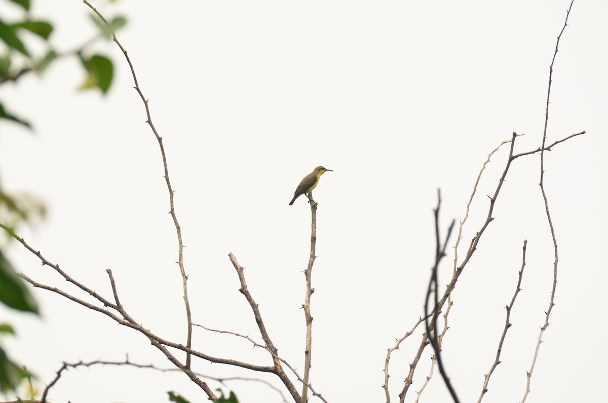 Purple Sunbird - ML644406493