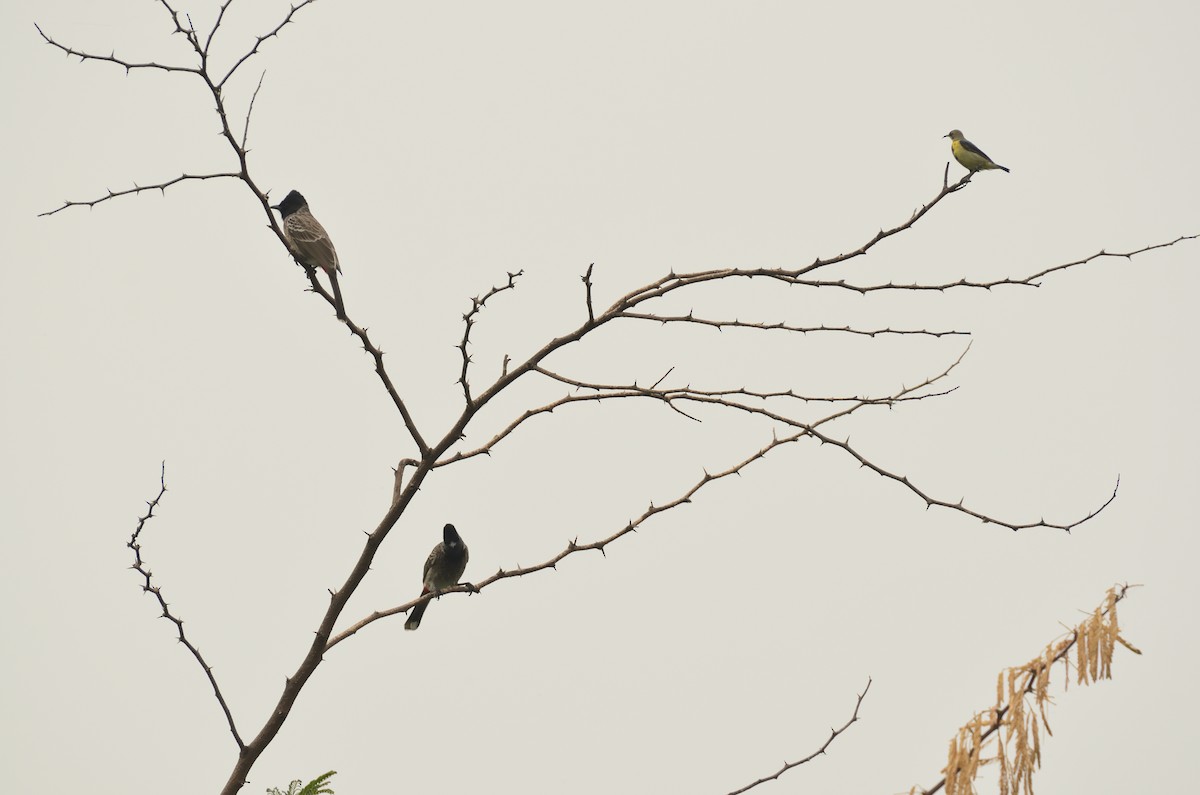 Purple Sunbird - ML644406494