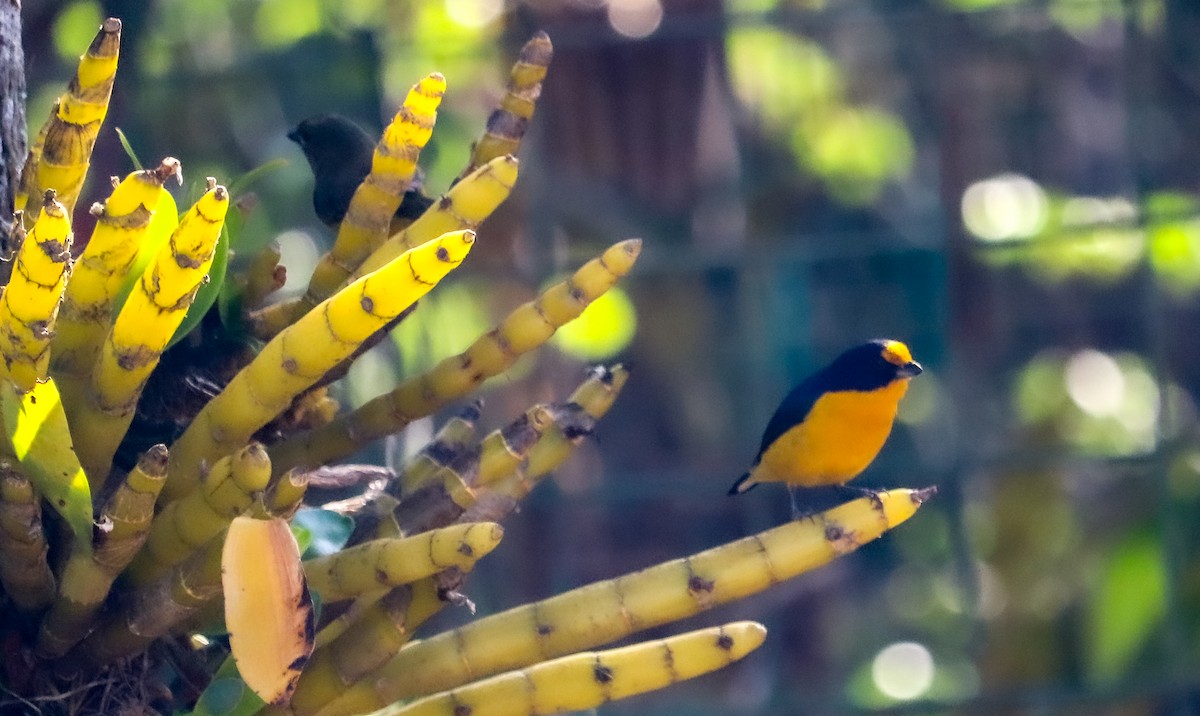 Violaceous Euphonia - ML644406496