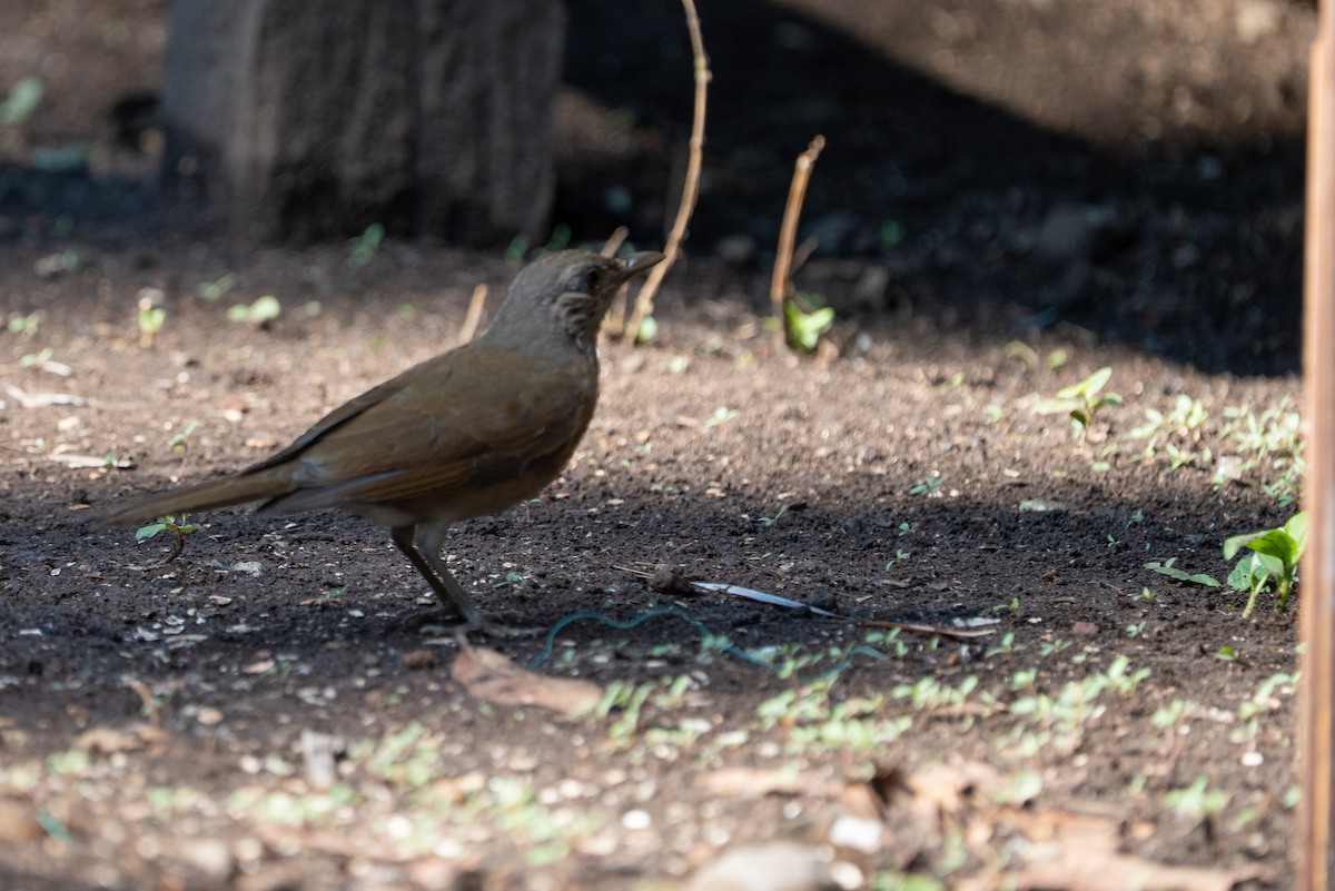 Fahlbrustdrossel - ML644406502