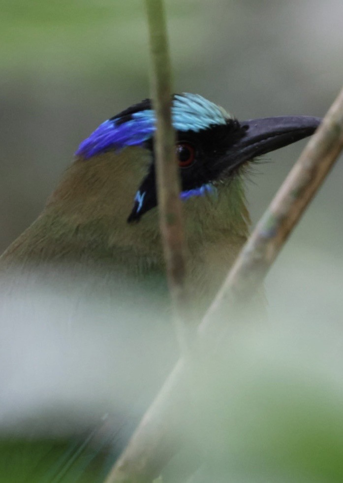 Whooping Motmot - ML644406510