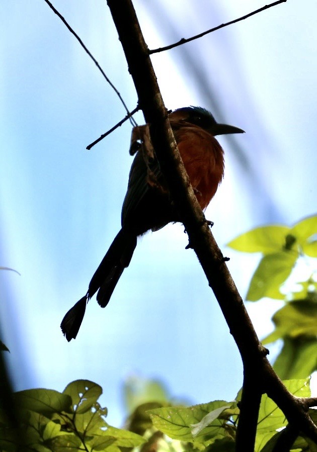 Whooping Motmot - ML644406511