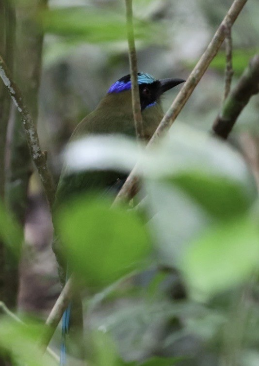 Whooping Motmot - ML644406512