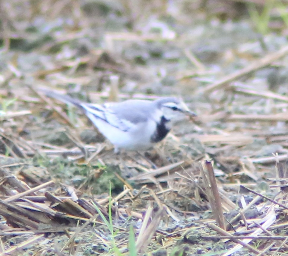 Bachstelze - ML644406513