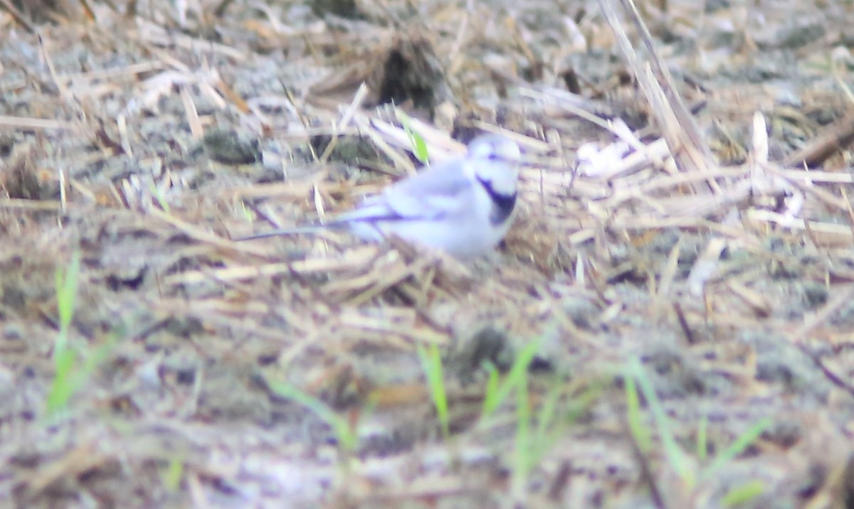 Bachstelze - ML644406514