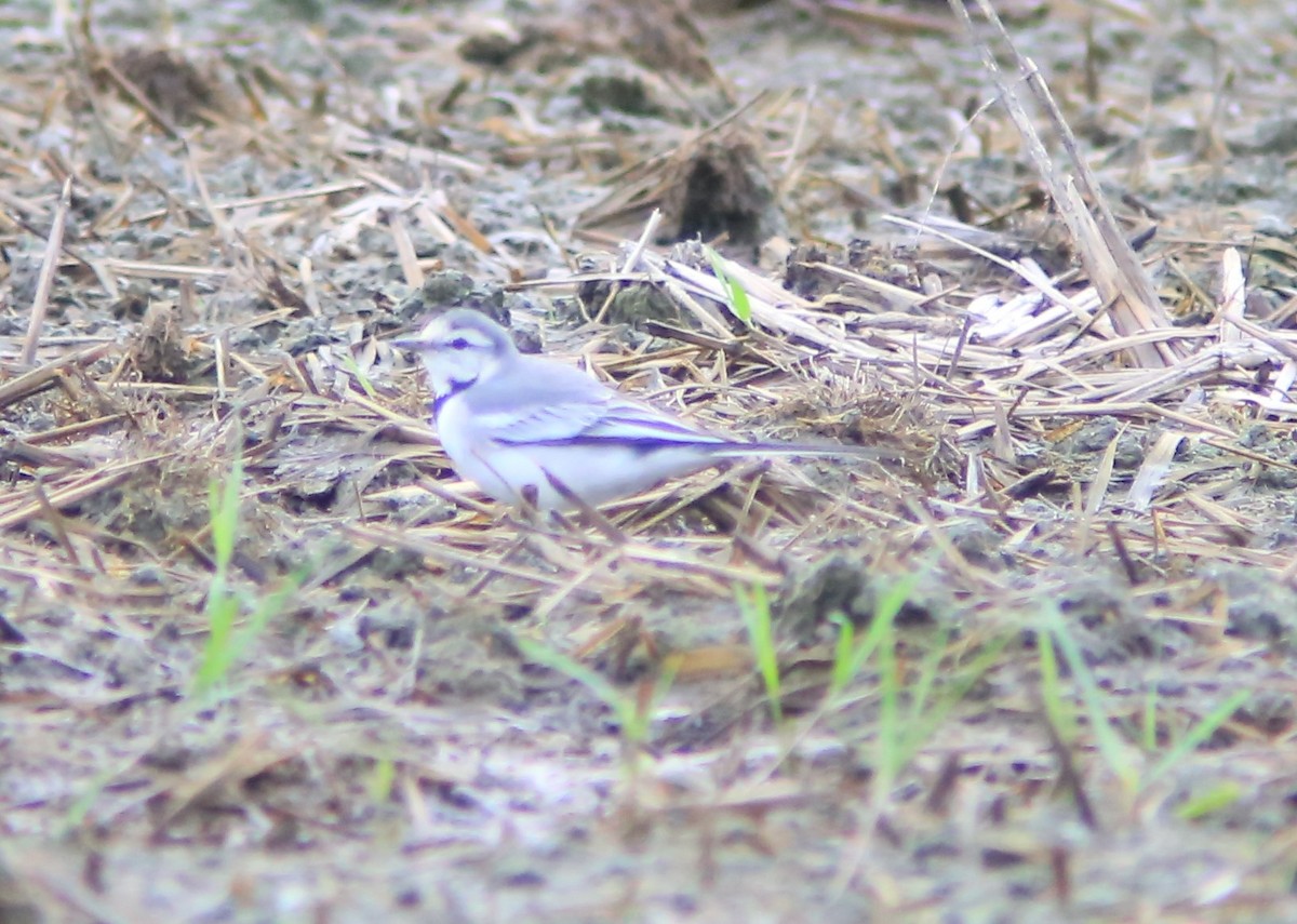 Bachstelze - ML644406515