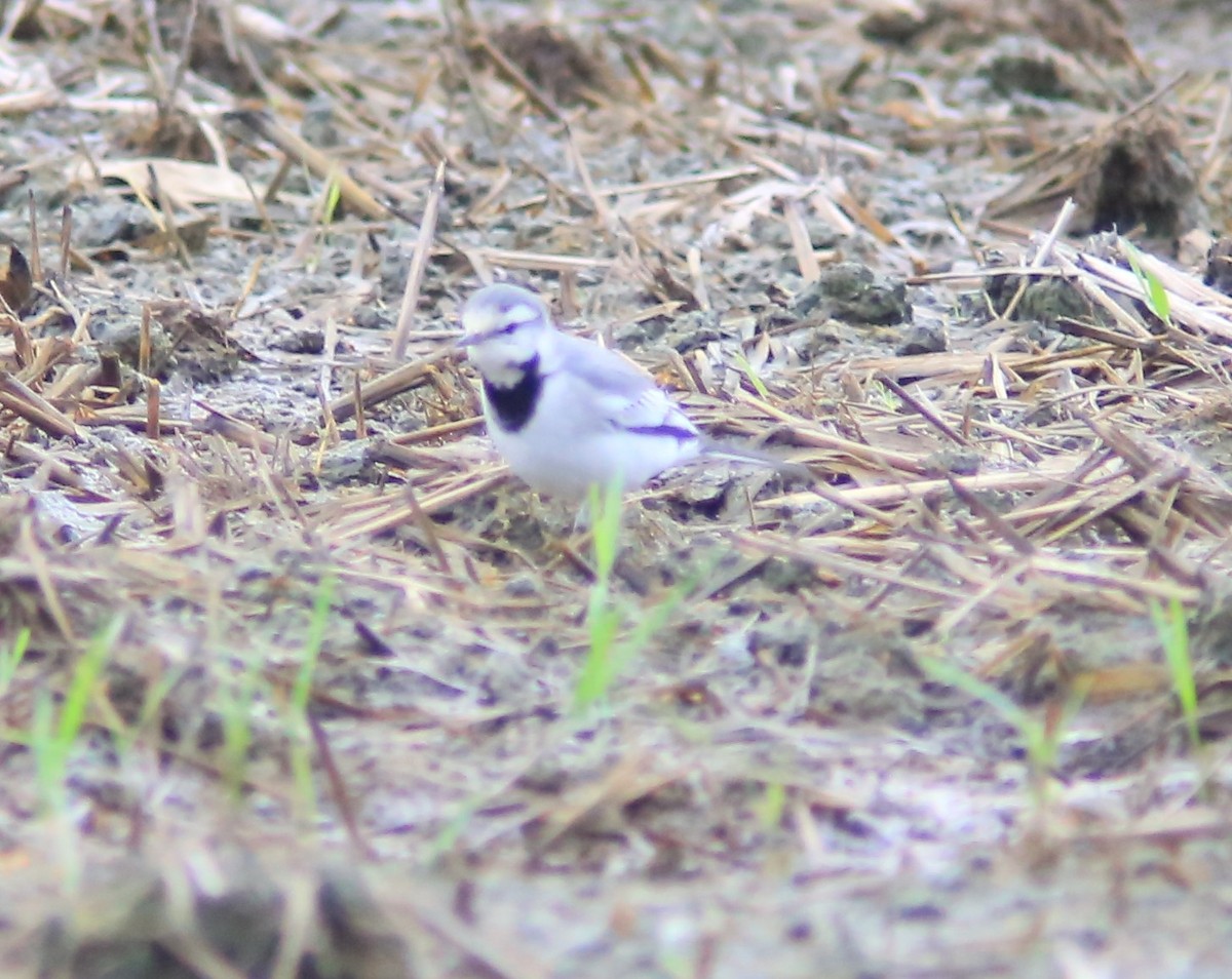 Bachstelze - ML644406516