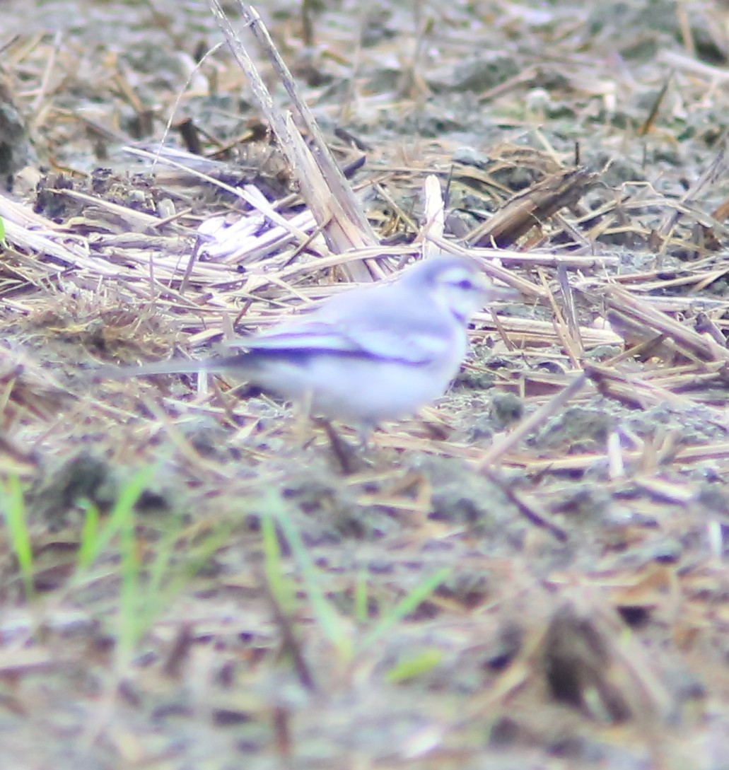 Bachstelze - ML644406517