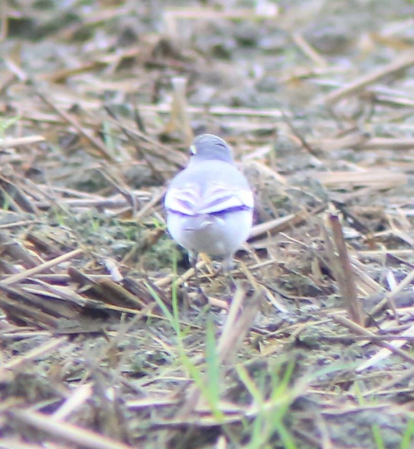 Bachstelze - ML644406518