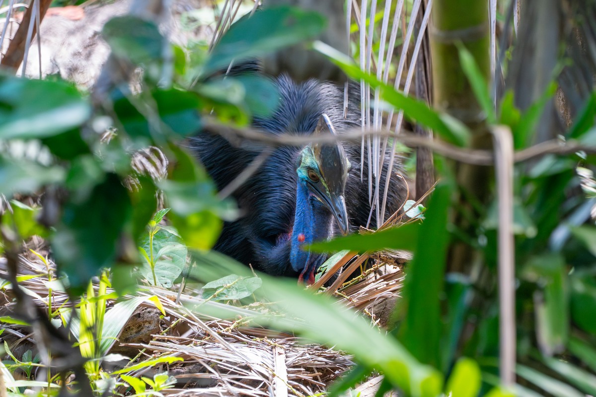 Southern Cassowary - ML644406522
