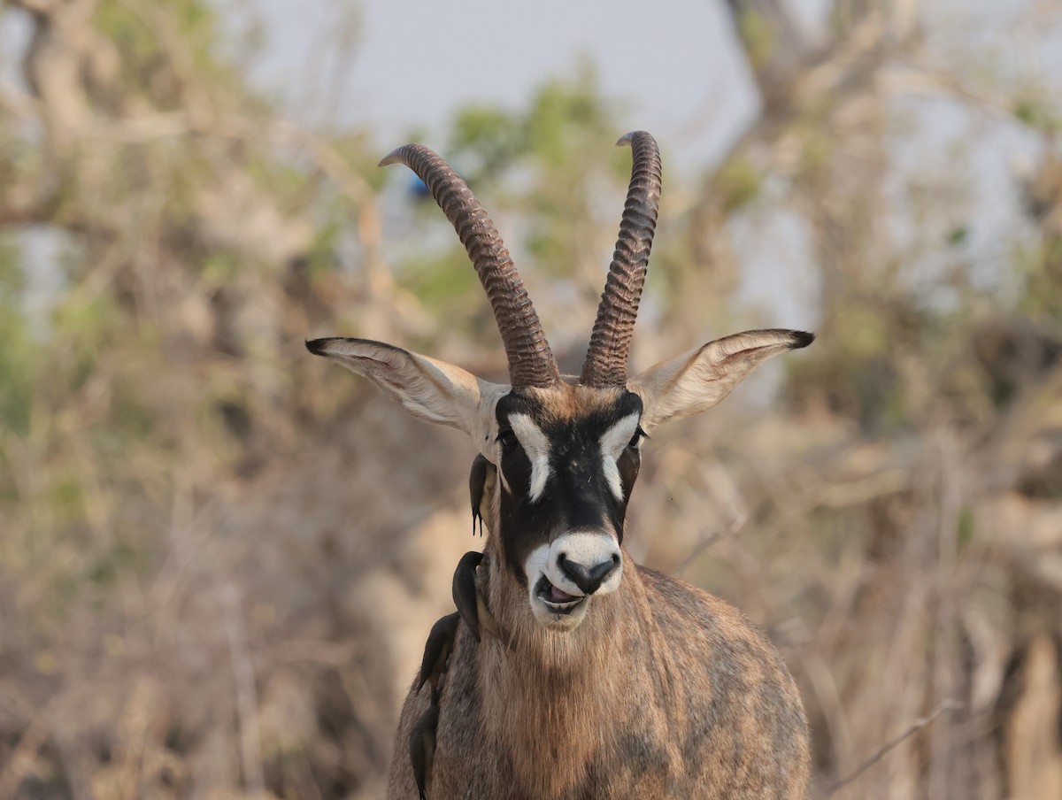 Pferdeantilope - ML644406525