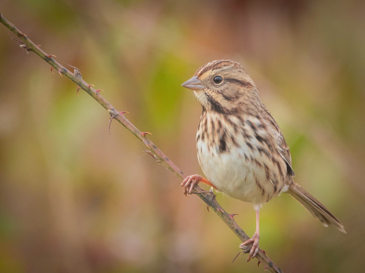 Song Sparrow - ML644406527
