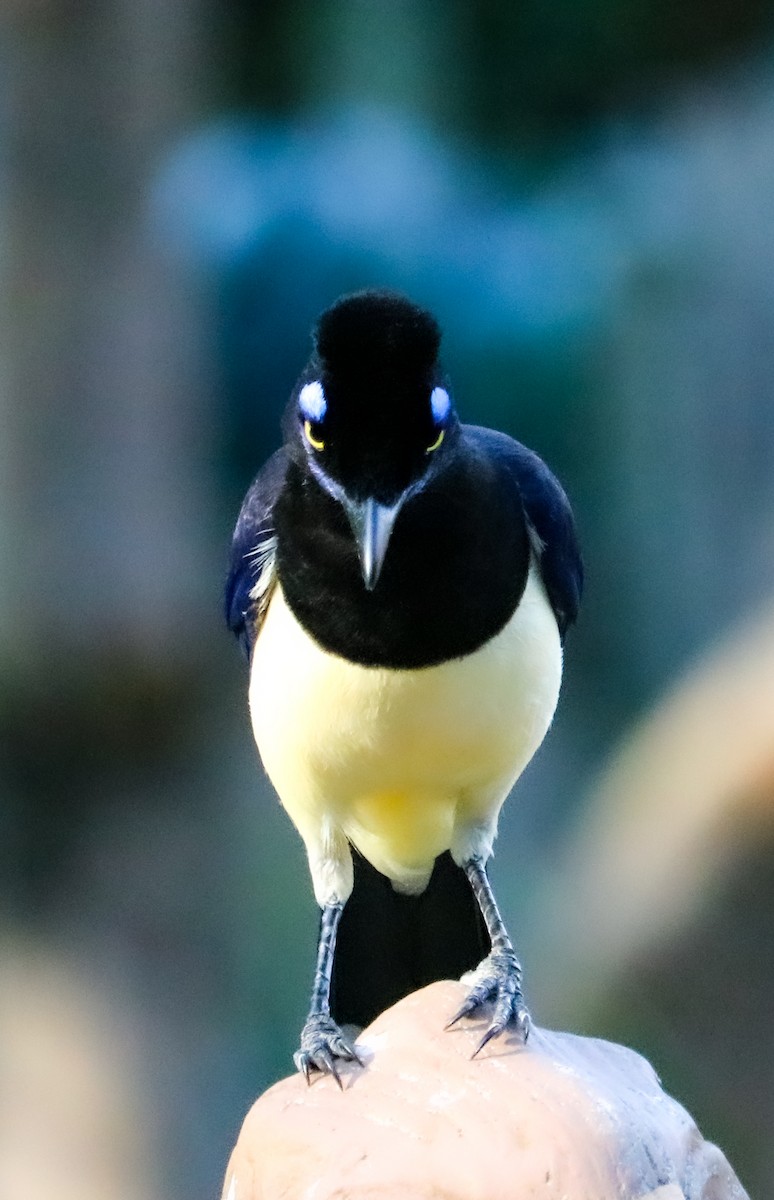 Geai acahé - ML644406534