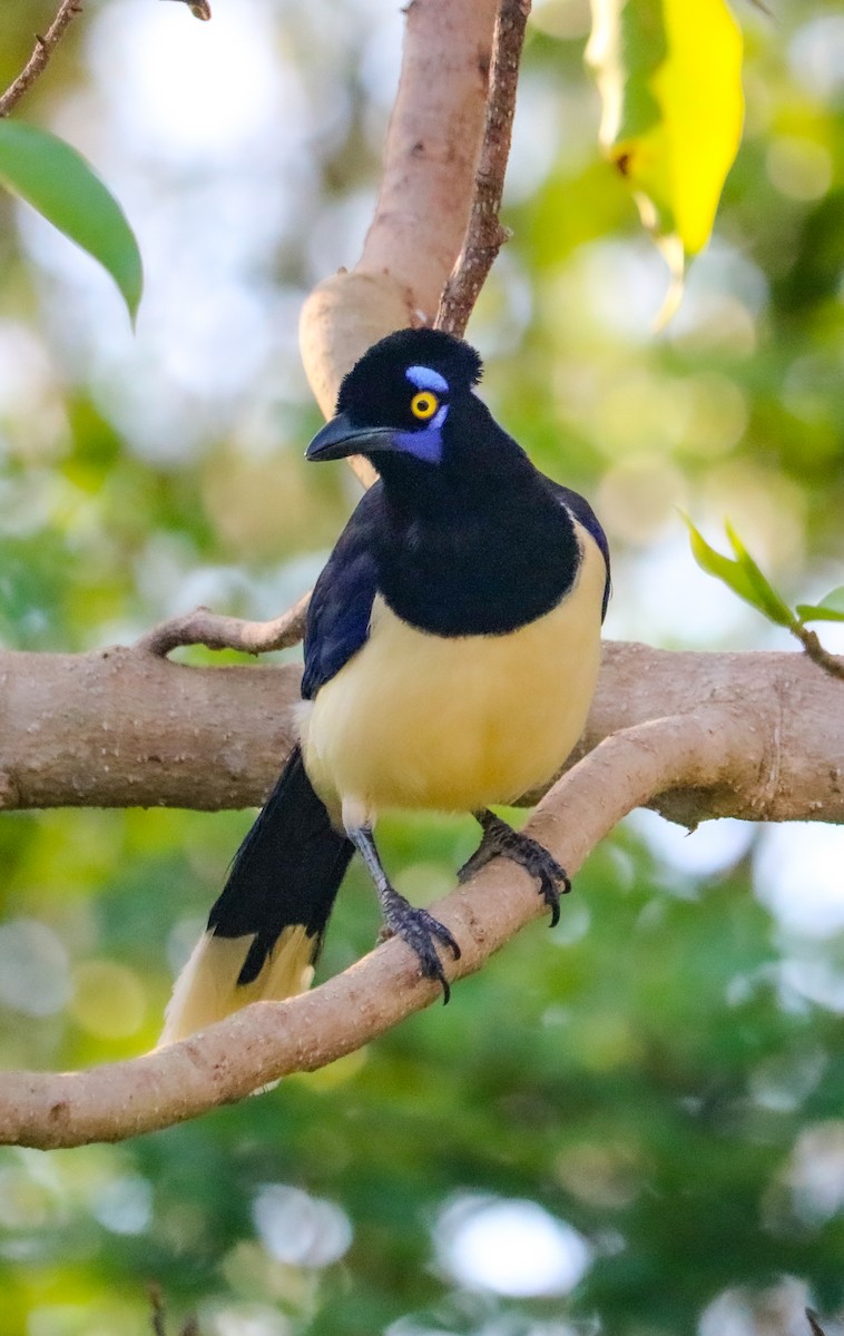 Geai acahé - ML644406535