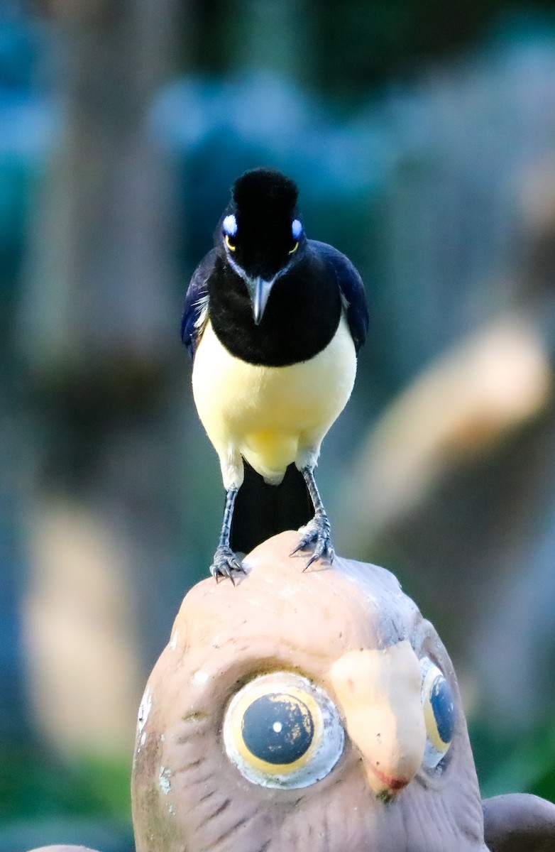 Geai acahé - ML644406536