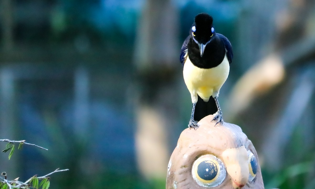 Geai acahé - ML644406538