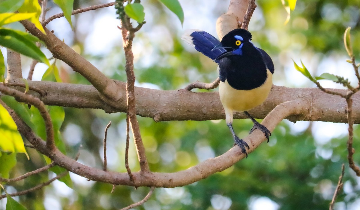 Geai acahé - ML644406539