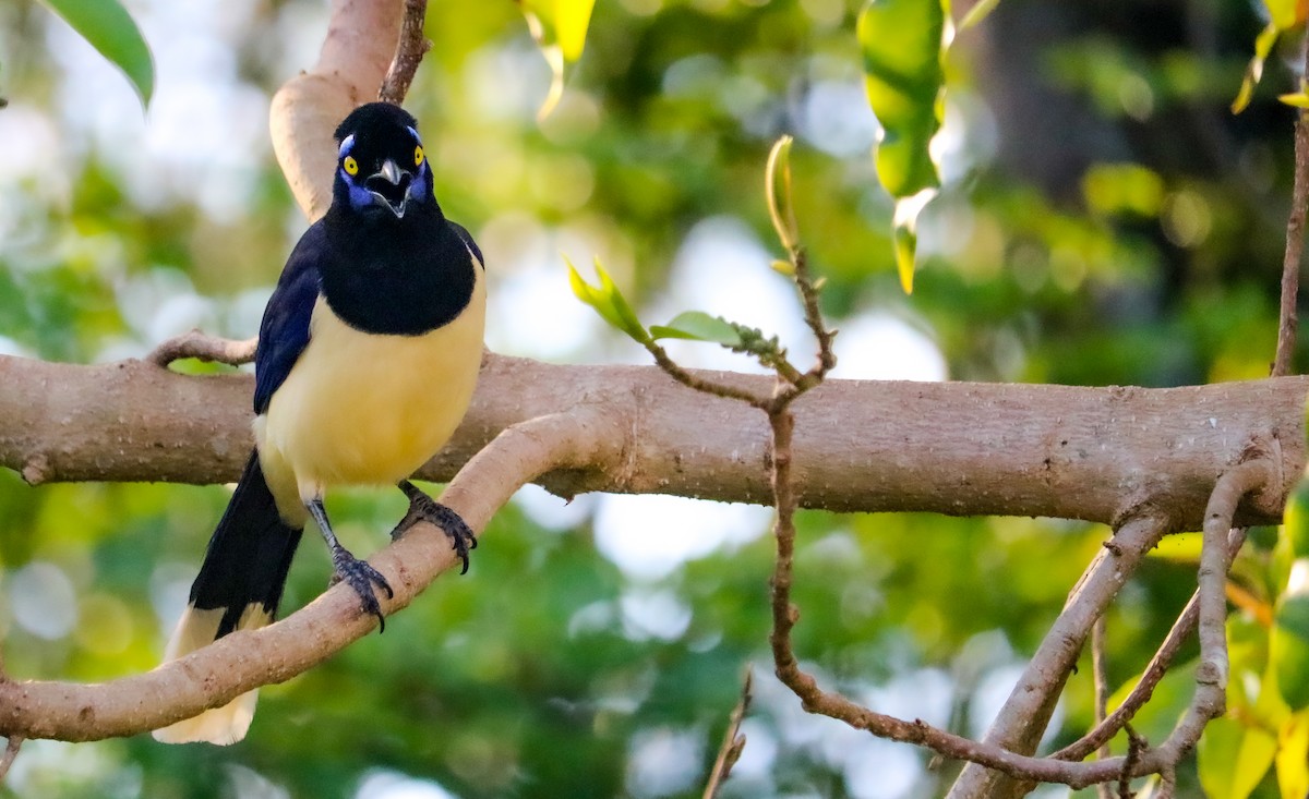 Geai acahé - ML644406540