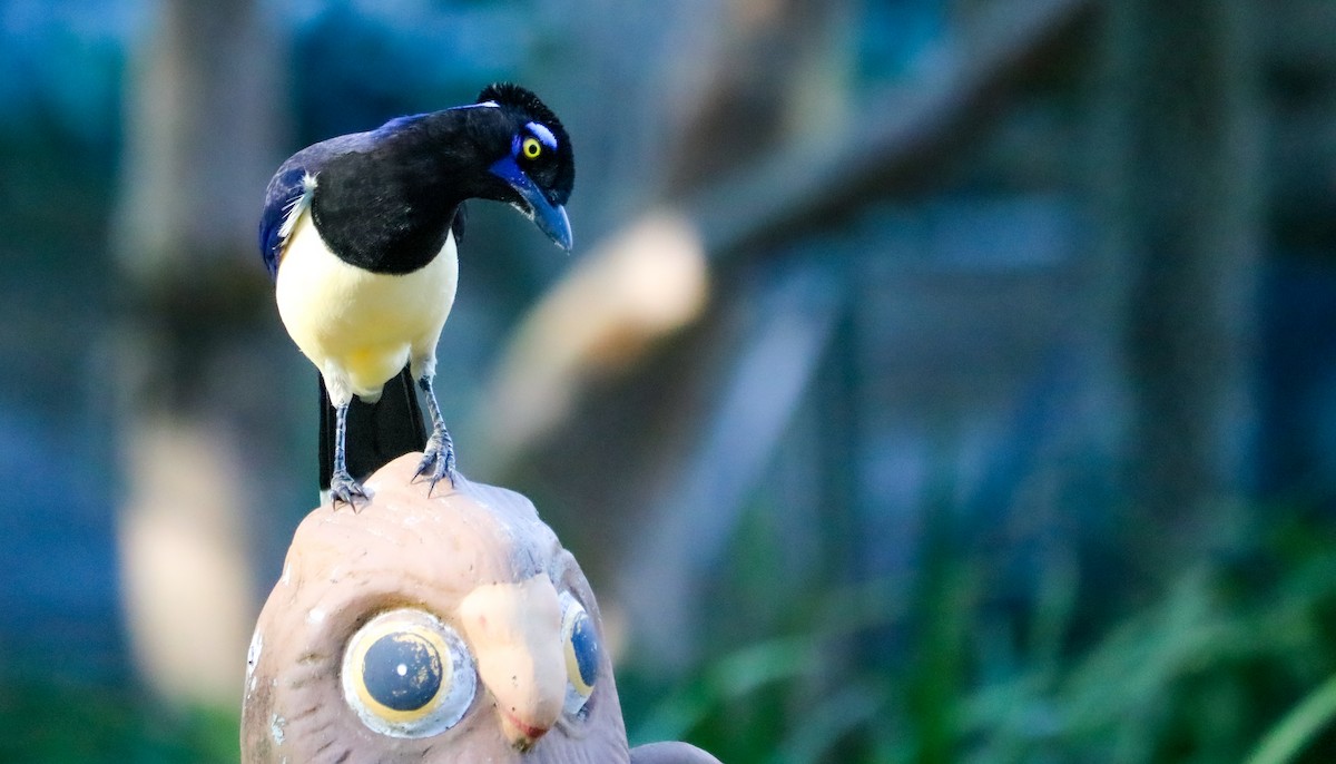 Geai acahé - ML644406541