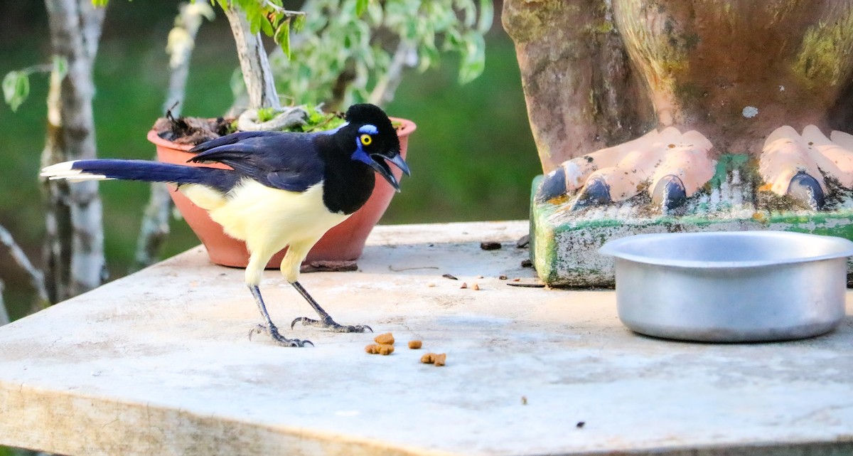 Geai acahé - ML644406543