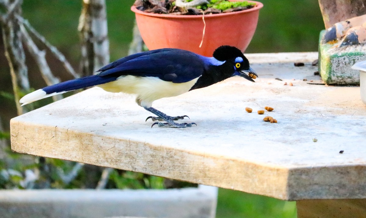 Geai acahé - ML644406544