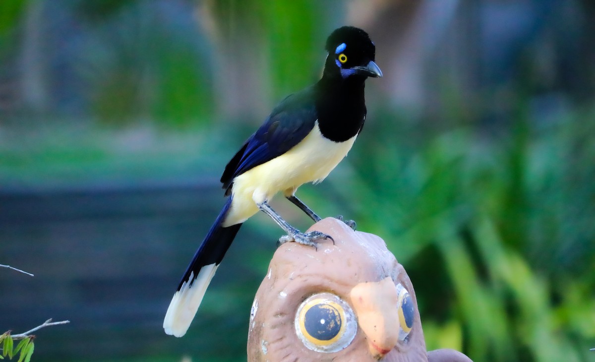 Geai acahé - ML644406545