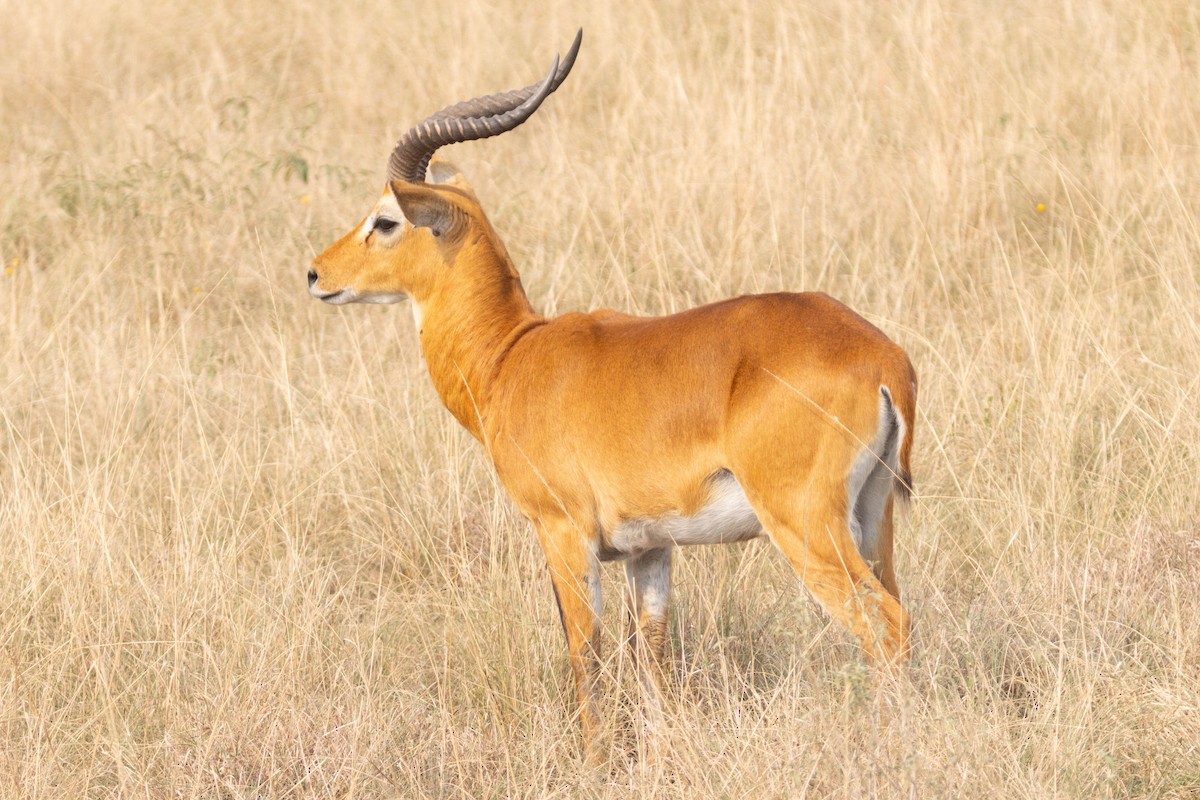 Common Impala - ML644406556