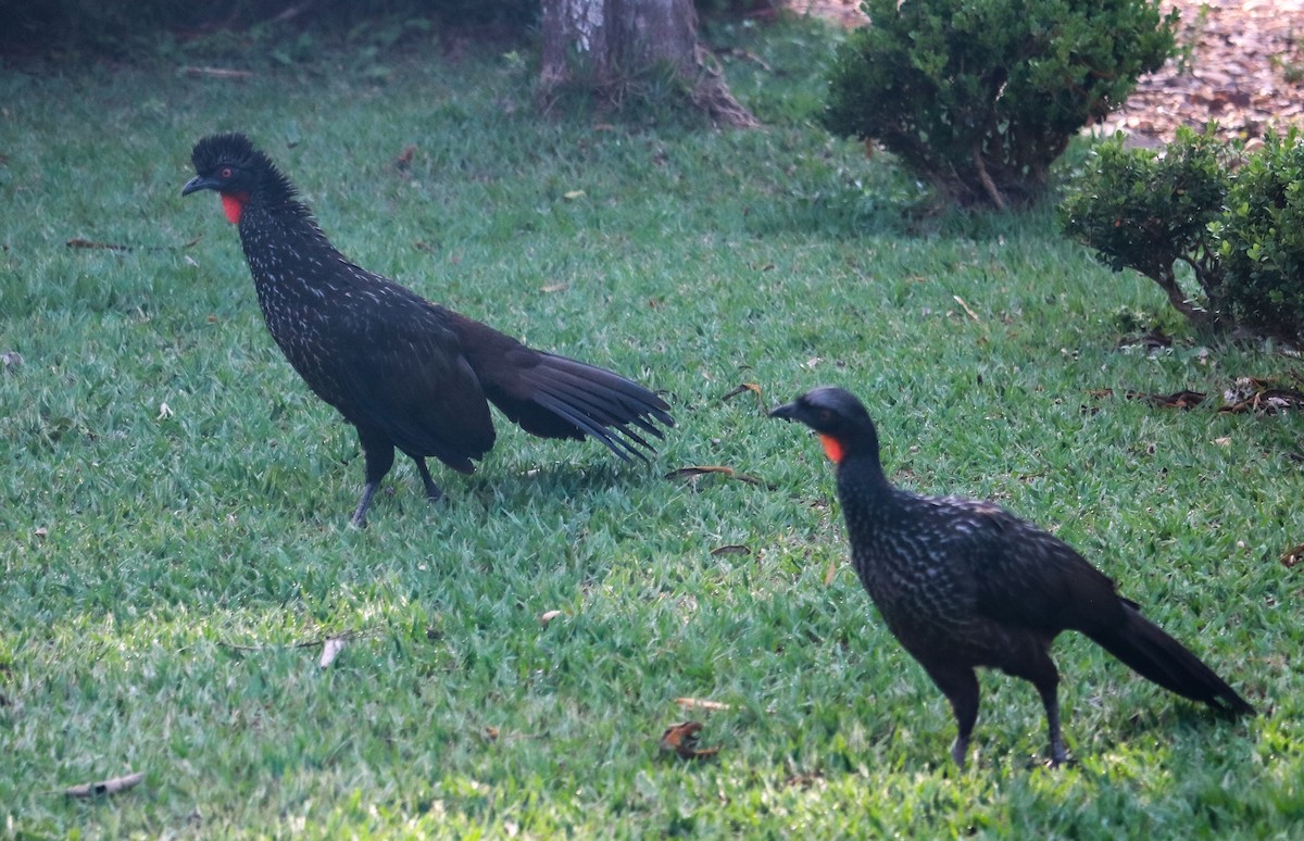 Pénélope yacouhou - ML644406557