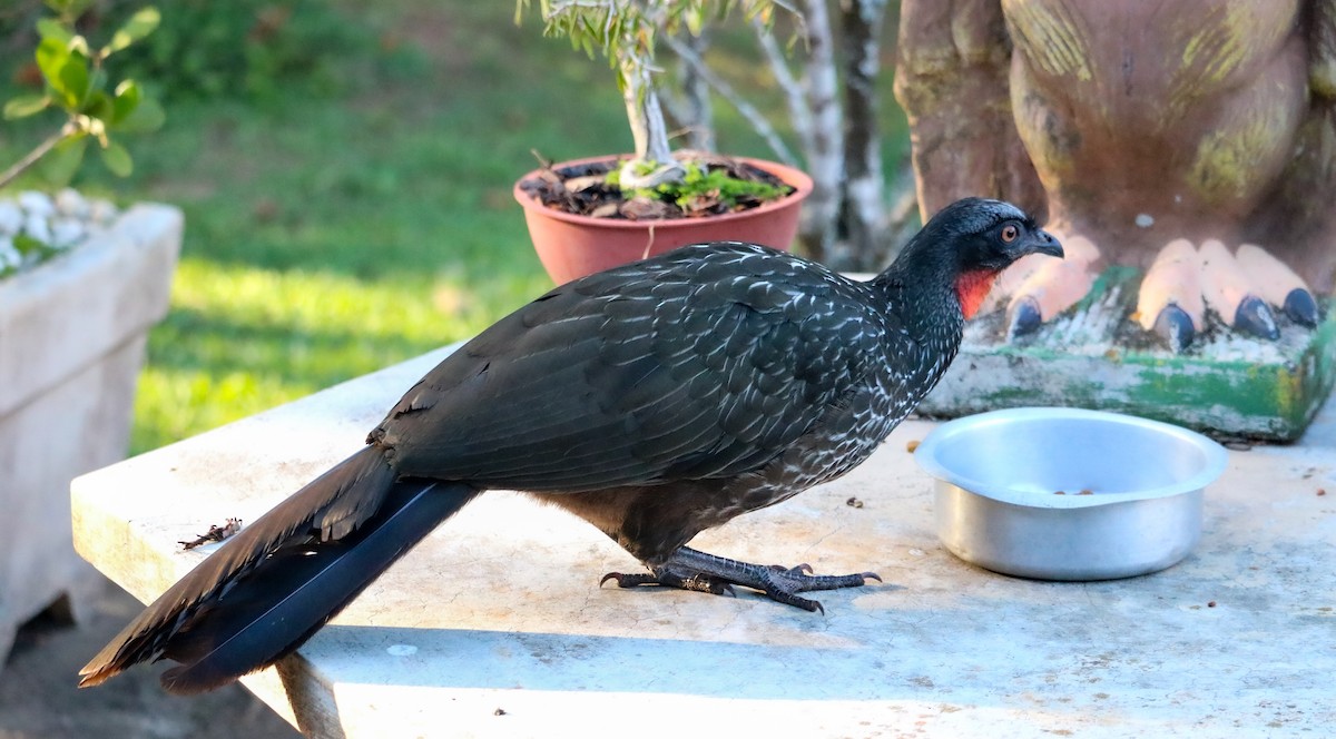 Pénélope yacouhou - ML644406558