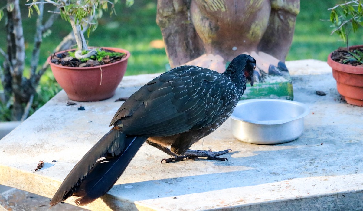 Pénélope yacouhou - ML644406559