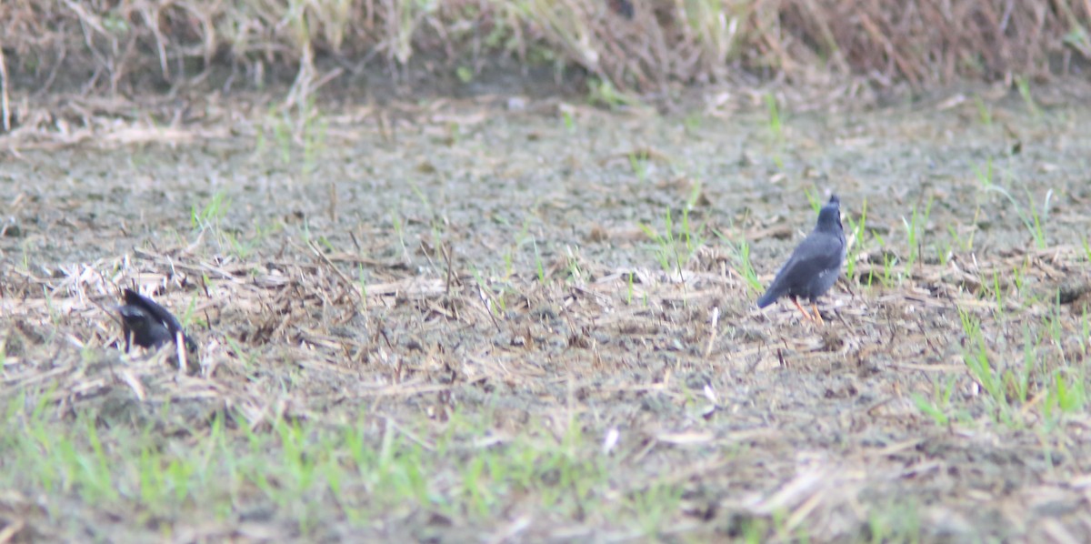 ハッカチョウ - ML644406562