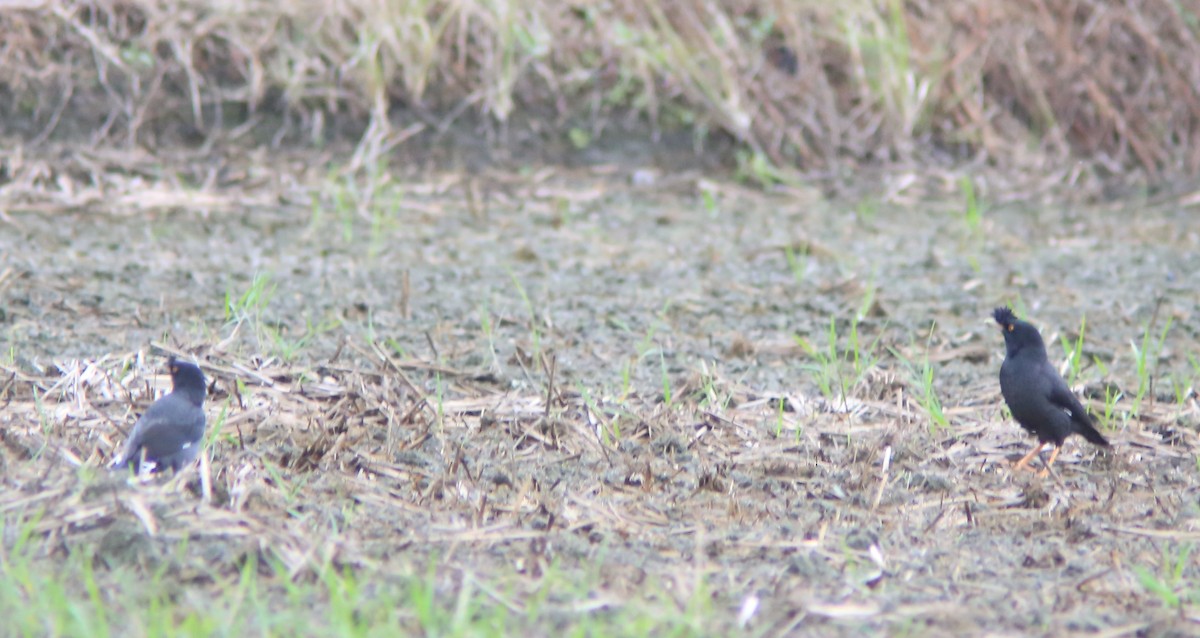 ハッカチョウ - ML644406563