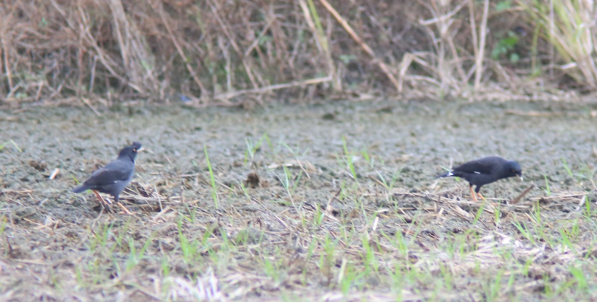 ハッカチョウ - ML644406564