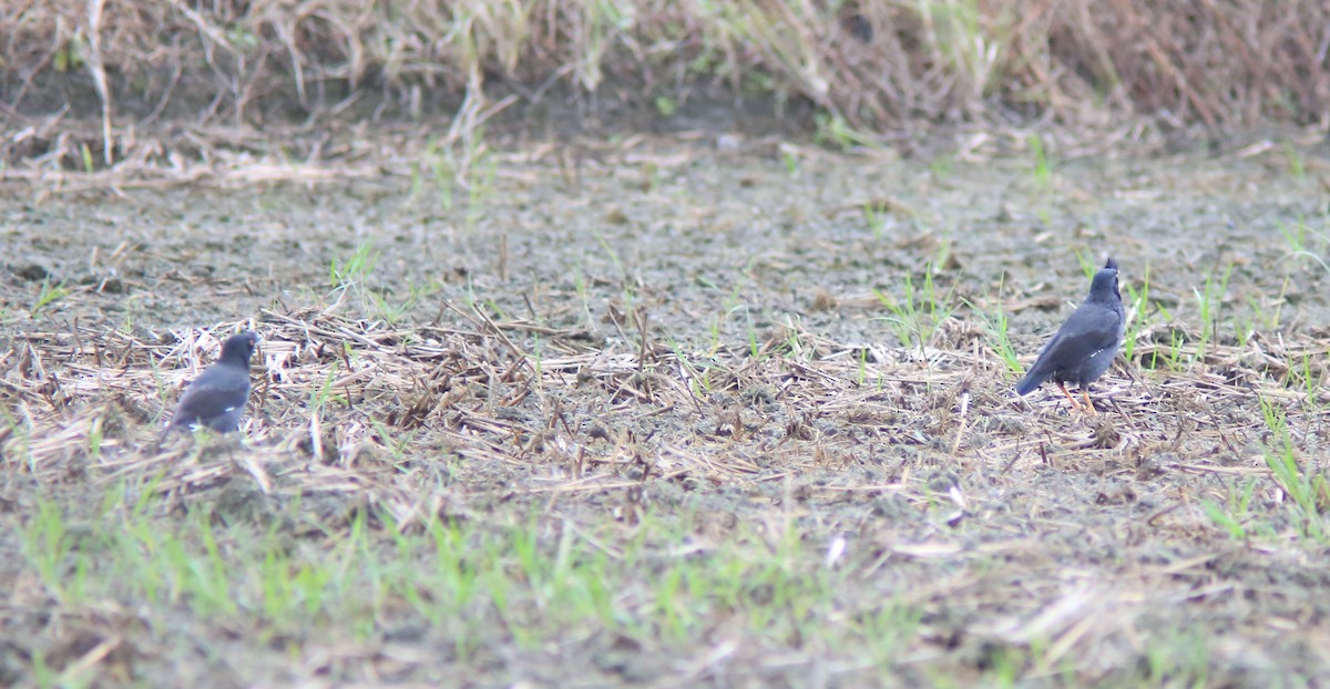 ハッカチョウ - ML644406565